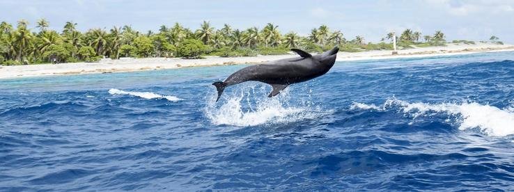 dolphin-tour-zanzibar